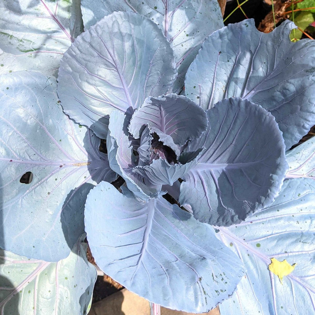 Organic Red Cabbage Seeds Plantflix