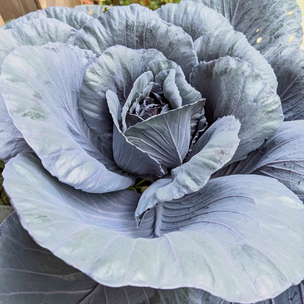 Organic Red Cabbage Seeds Plantflix