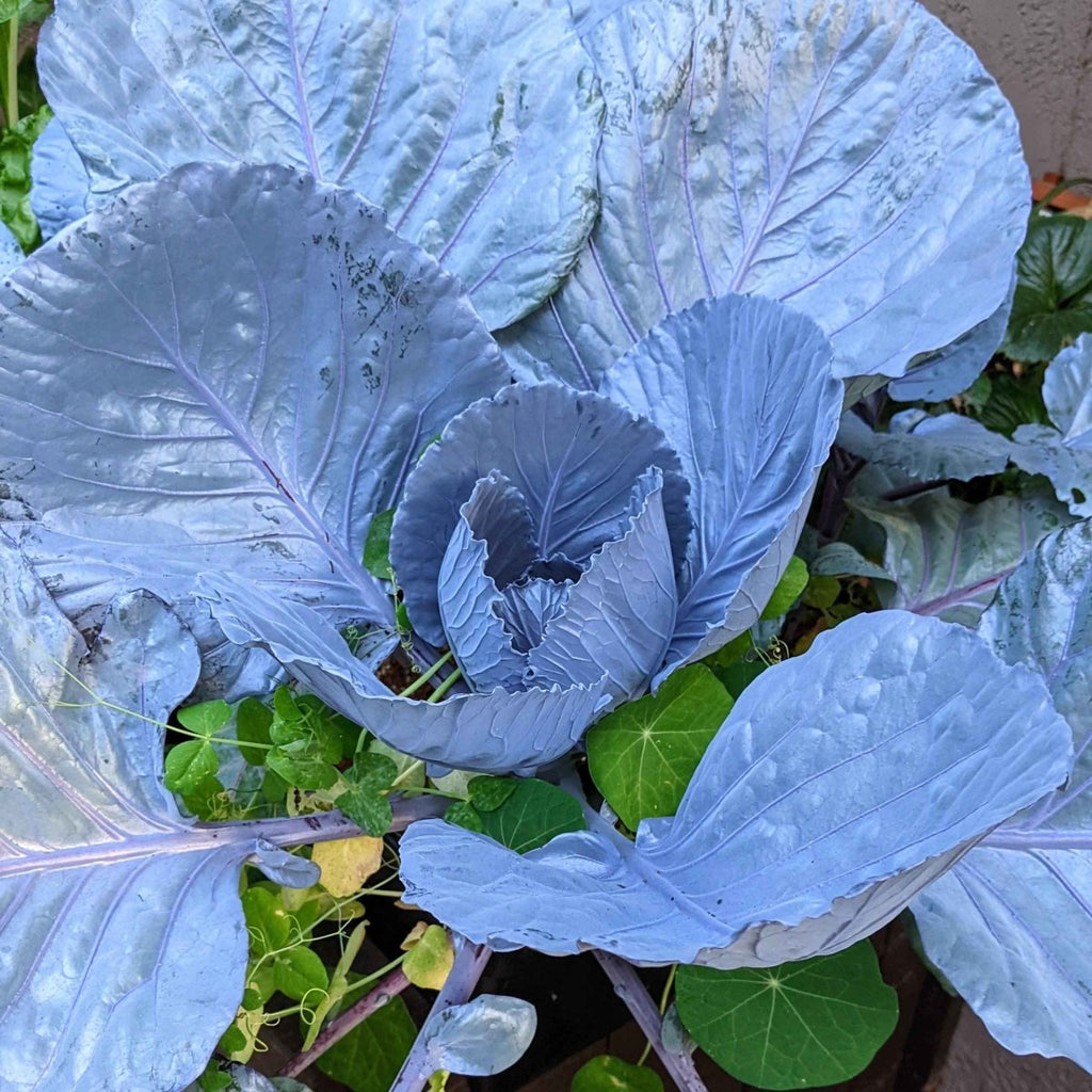 Organic Red Cabbage Seeds Plantflix