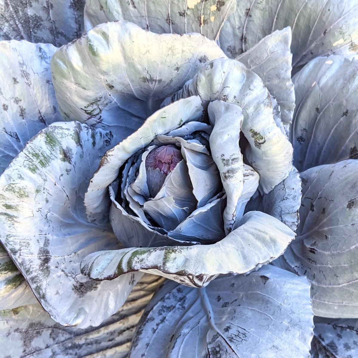 Organic Red Cabbage Seeds Plantflix