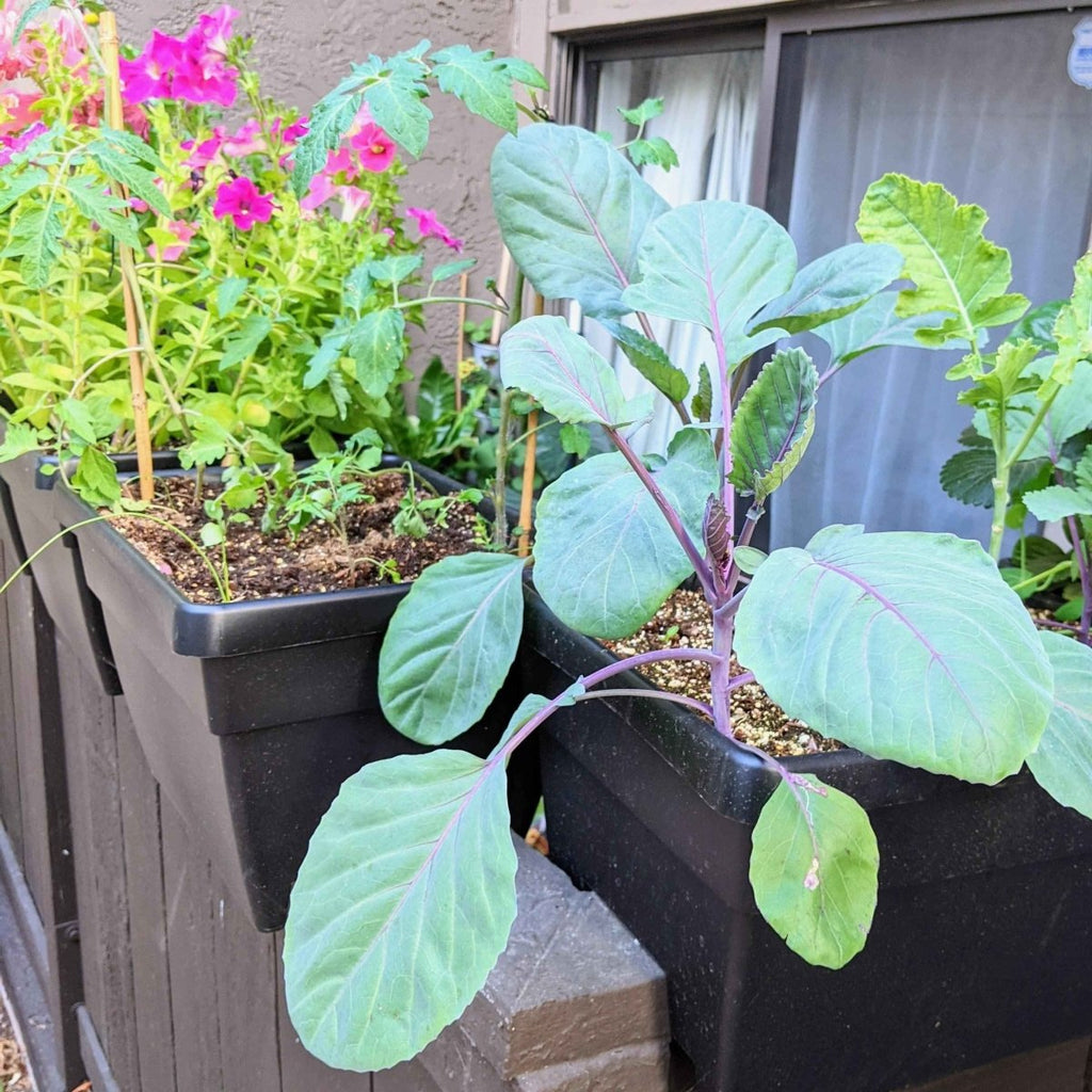 Organic Red Cabbage Seeds Plantflix