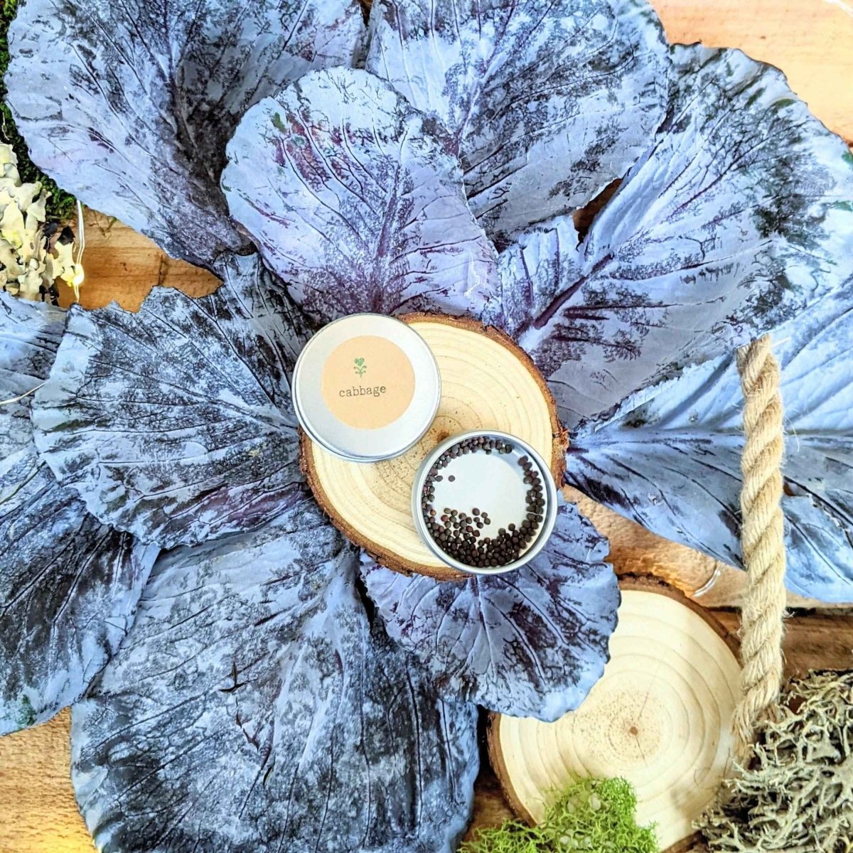 Organic Red Cabbage Seeds Plantflix