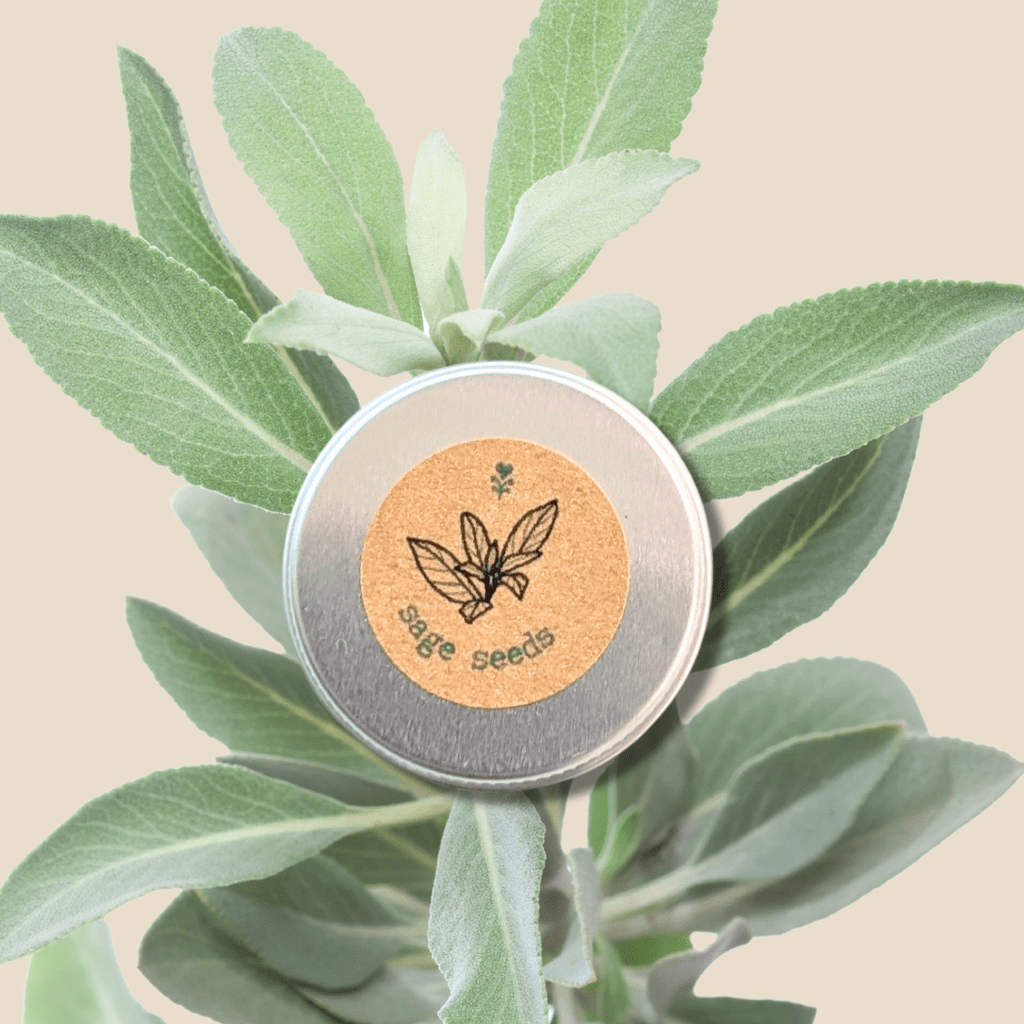 Organic Sage Seeds Plantflix