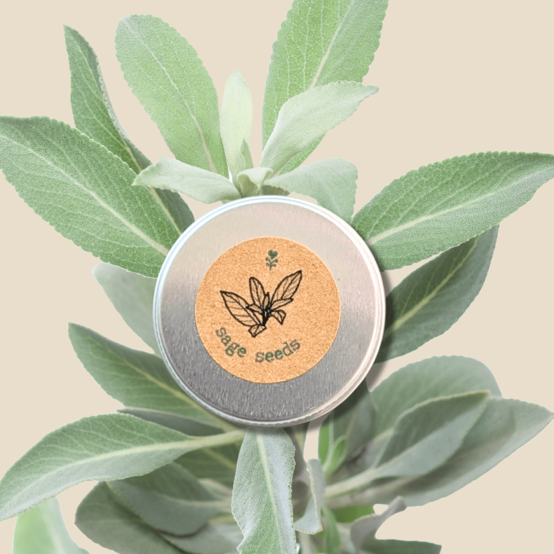 Organic Sage Seeds Plantflix