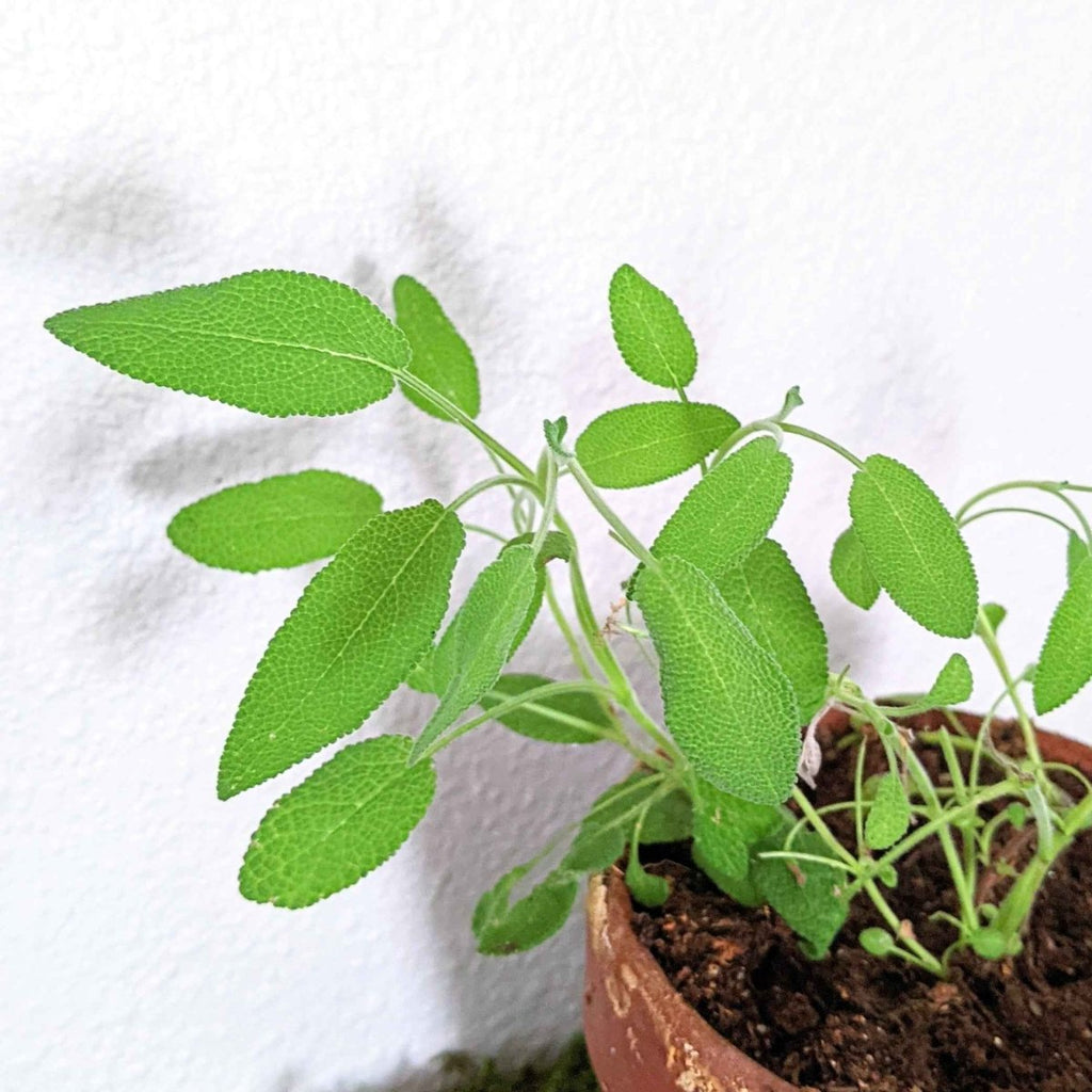 Organic Sage Seeds Plantflix