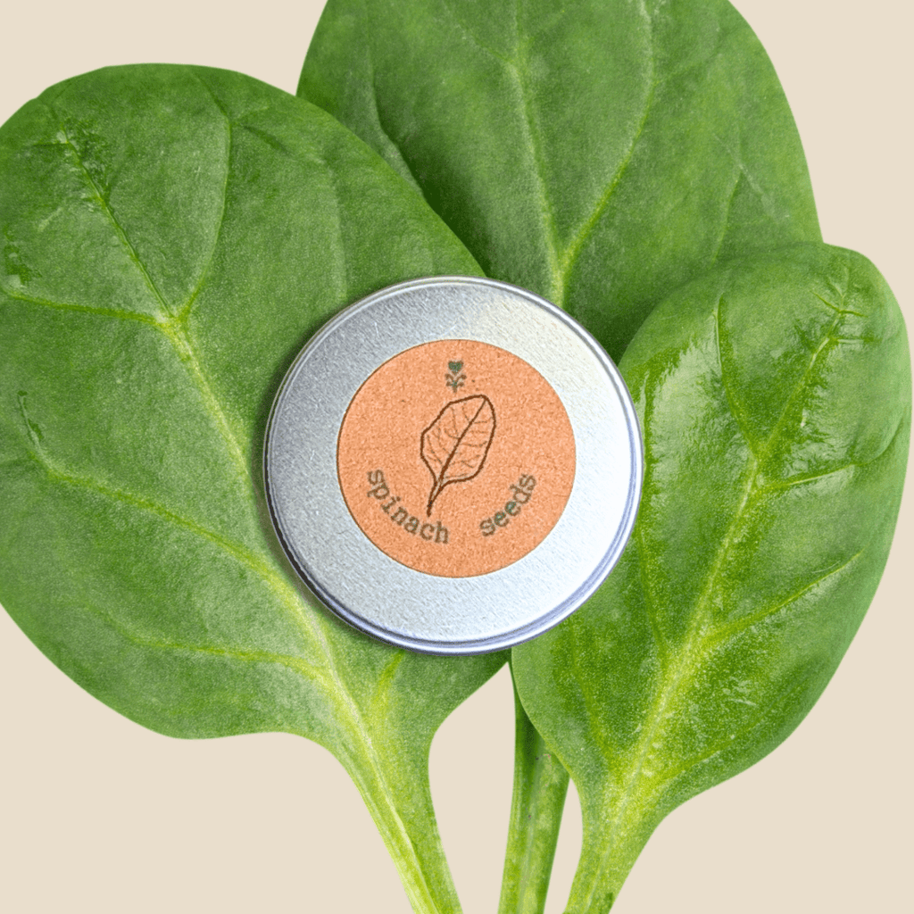 Organic Spinach Seeds Plantflix