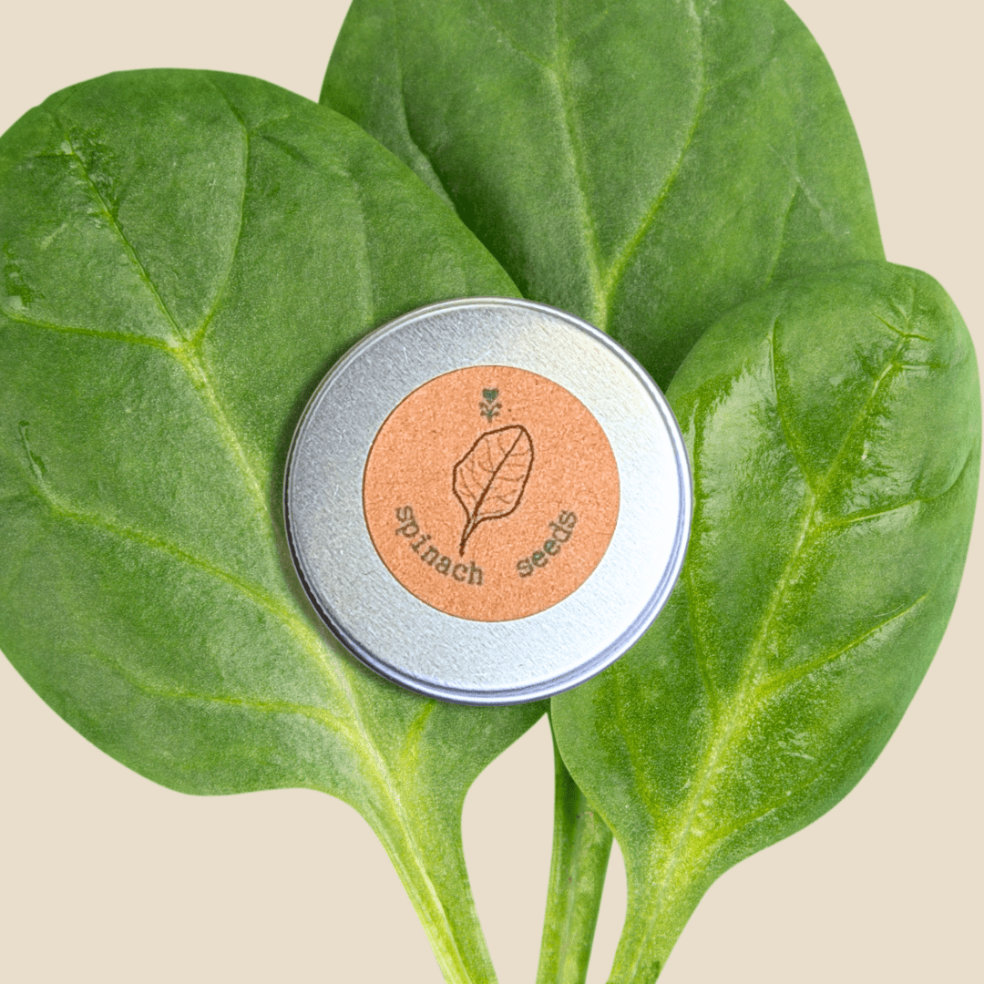 Organic Spinach Seeds Plantflix