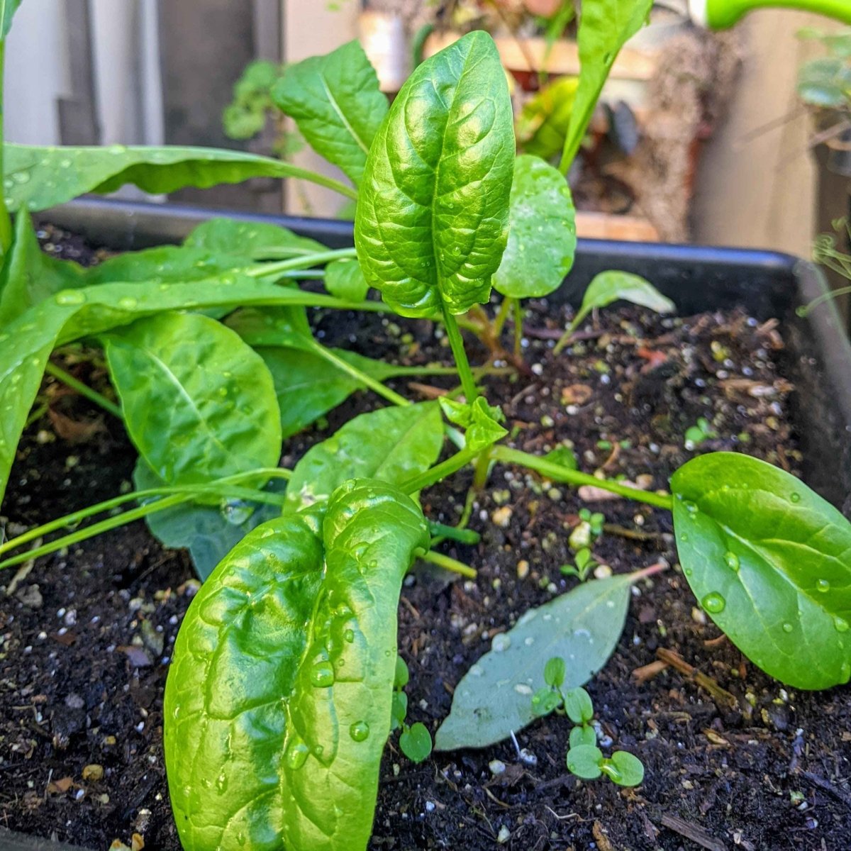 Organic Spinach Seeds Plantflix