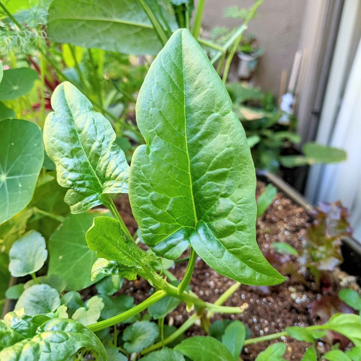Organic Spinach Seeds Plantflix