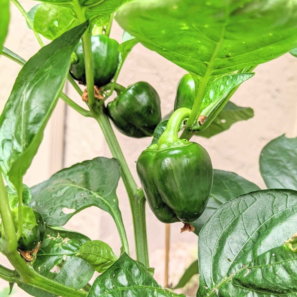 Organic Sweet Pepper Seeds Plantflix