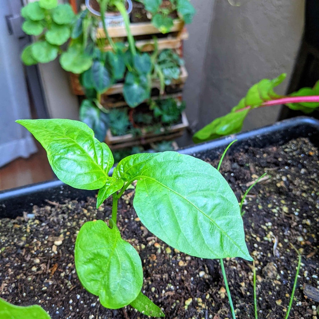 Organic Sweet Pepper Seeds Plantflix