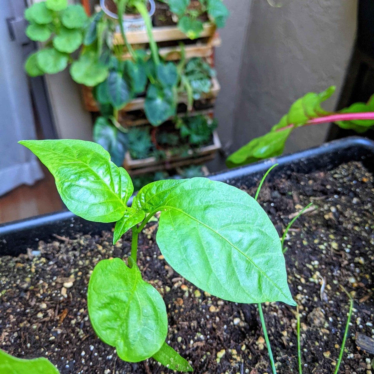 Organic Sweet Pepper Seeds Plantflix