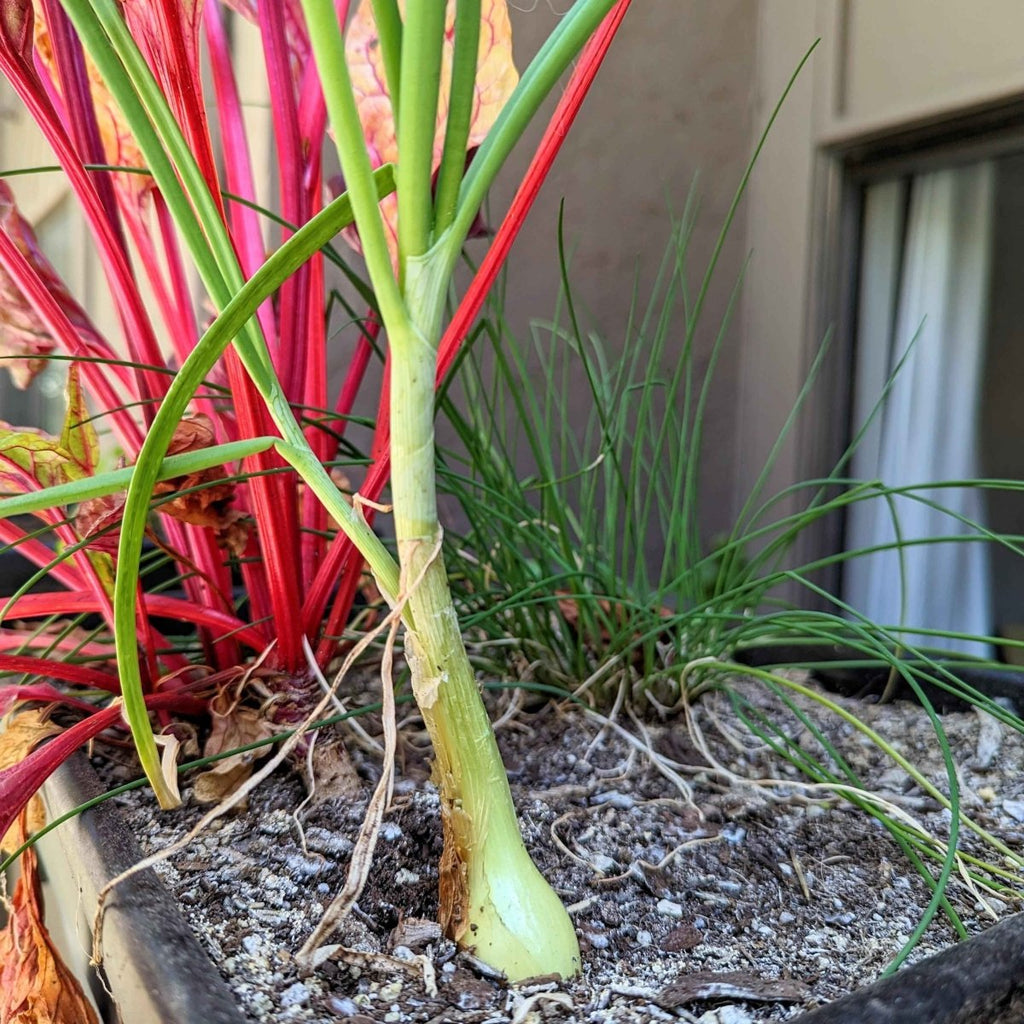 Organic Yellow Onion Seeds Plantflix
