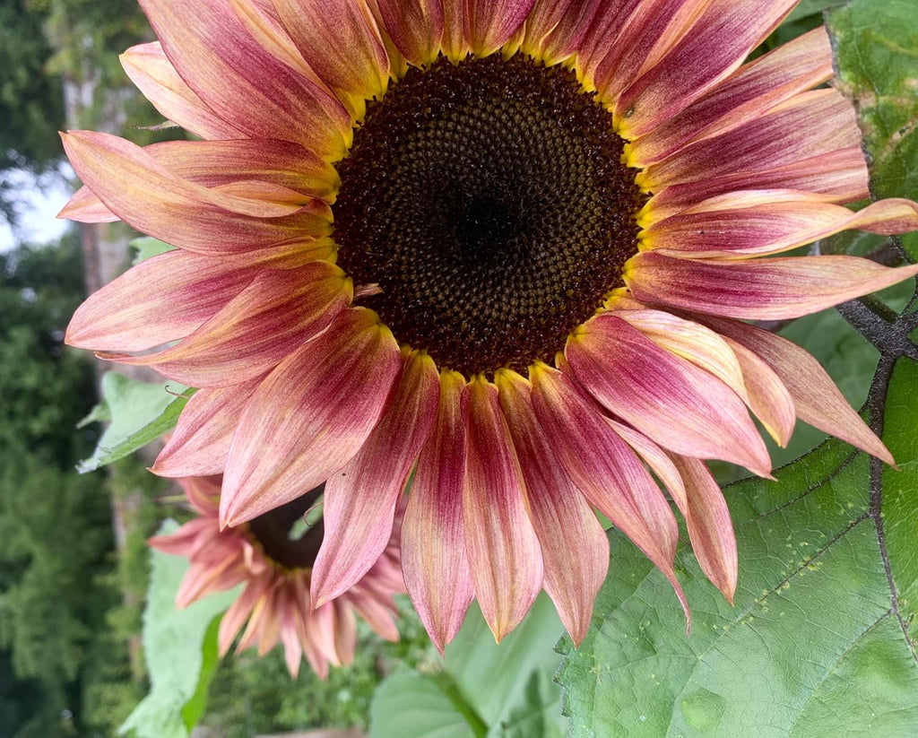 Ruby Passion Sunflower Seeds – Vibrant Red Blooms for Garden Planting organicindiaseeds