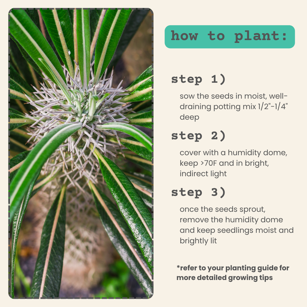 Pachypodium lamerei 'Madagascar Palm' Seeds Plantflix