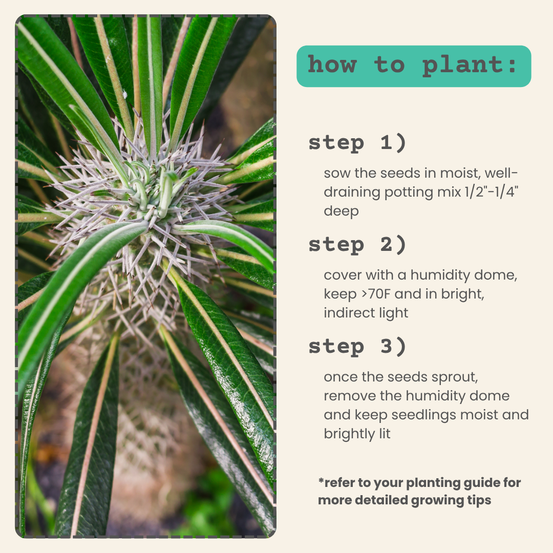 Pachypodium lamerei 'Madagascar Palm' Seeds Plantflix