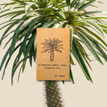 Pachypodium lamerei 'Madagascar Palm' Seeds Plantflix