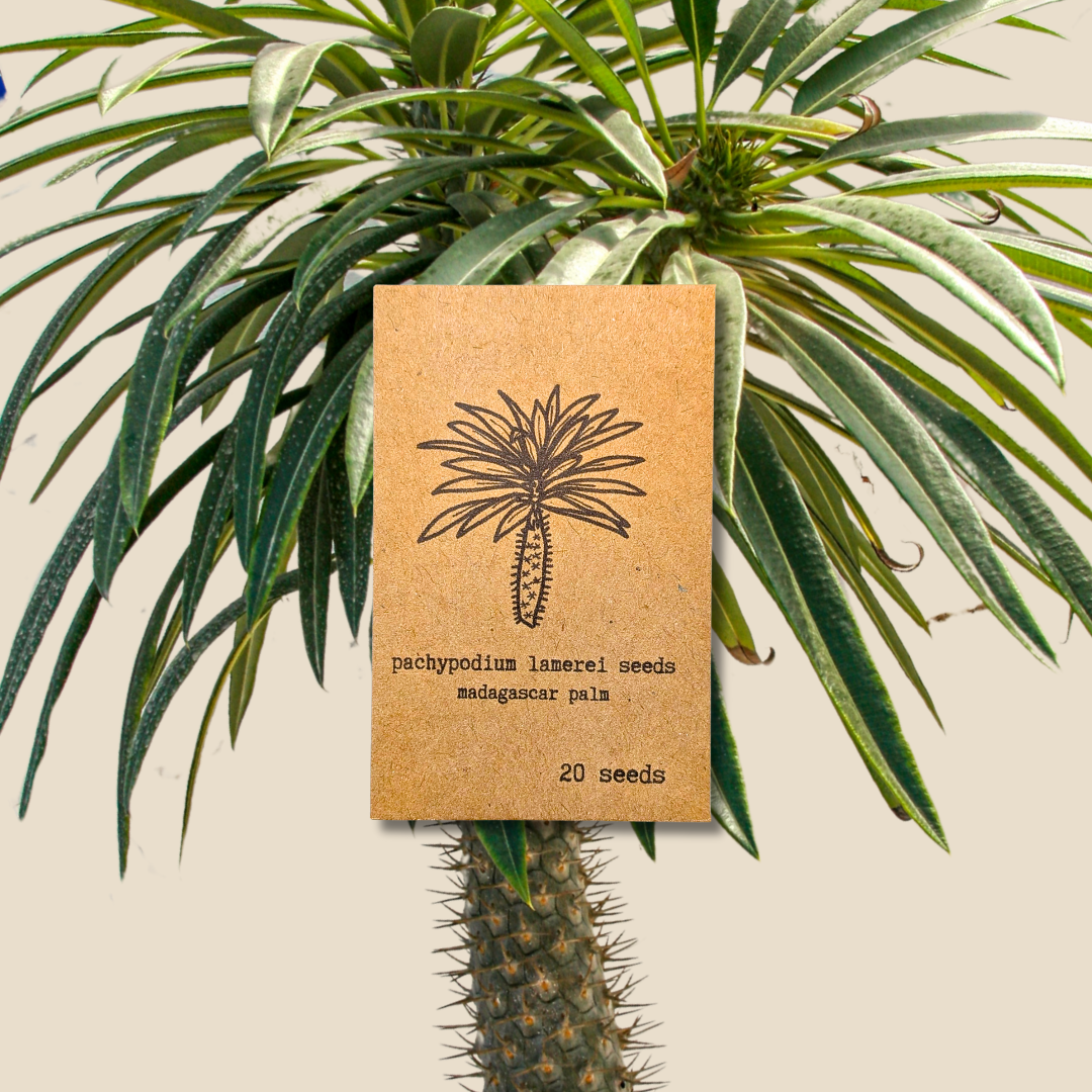 Pachypodium lamerei 'Madagascar Palm' Seeds Plantflix