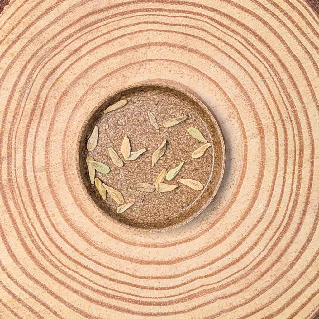 Pachypodium lamerei 'Madagascar Palm' Seeds Plantflix