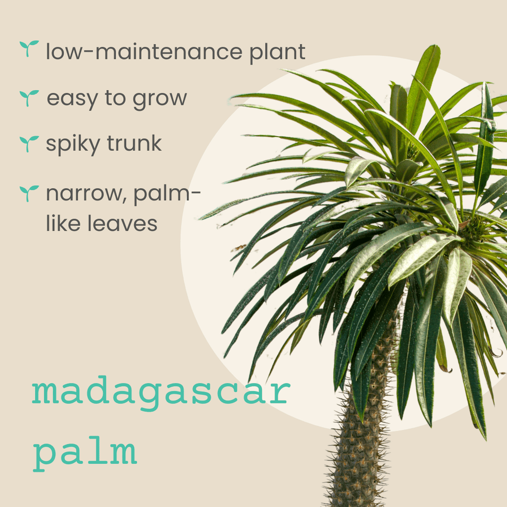 Pachypodium lamerei 'Madagascar Palm' Seeds Plantflix