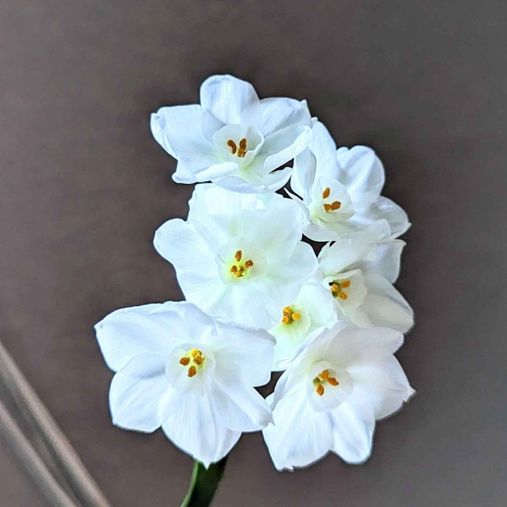 Paperwhite Bulb Plantflix