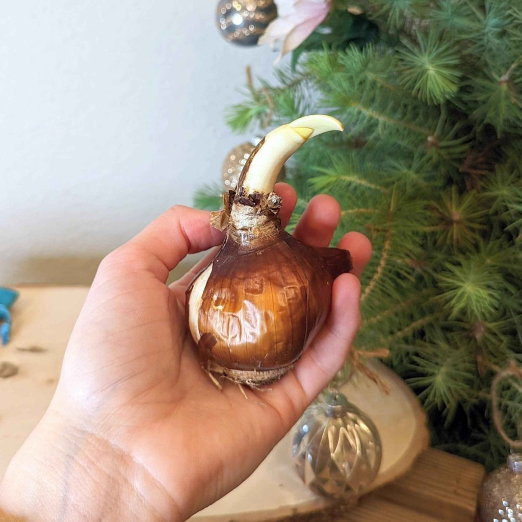 Paperwhite Bulb Plantflix