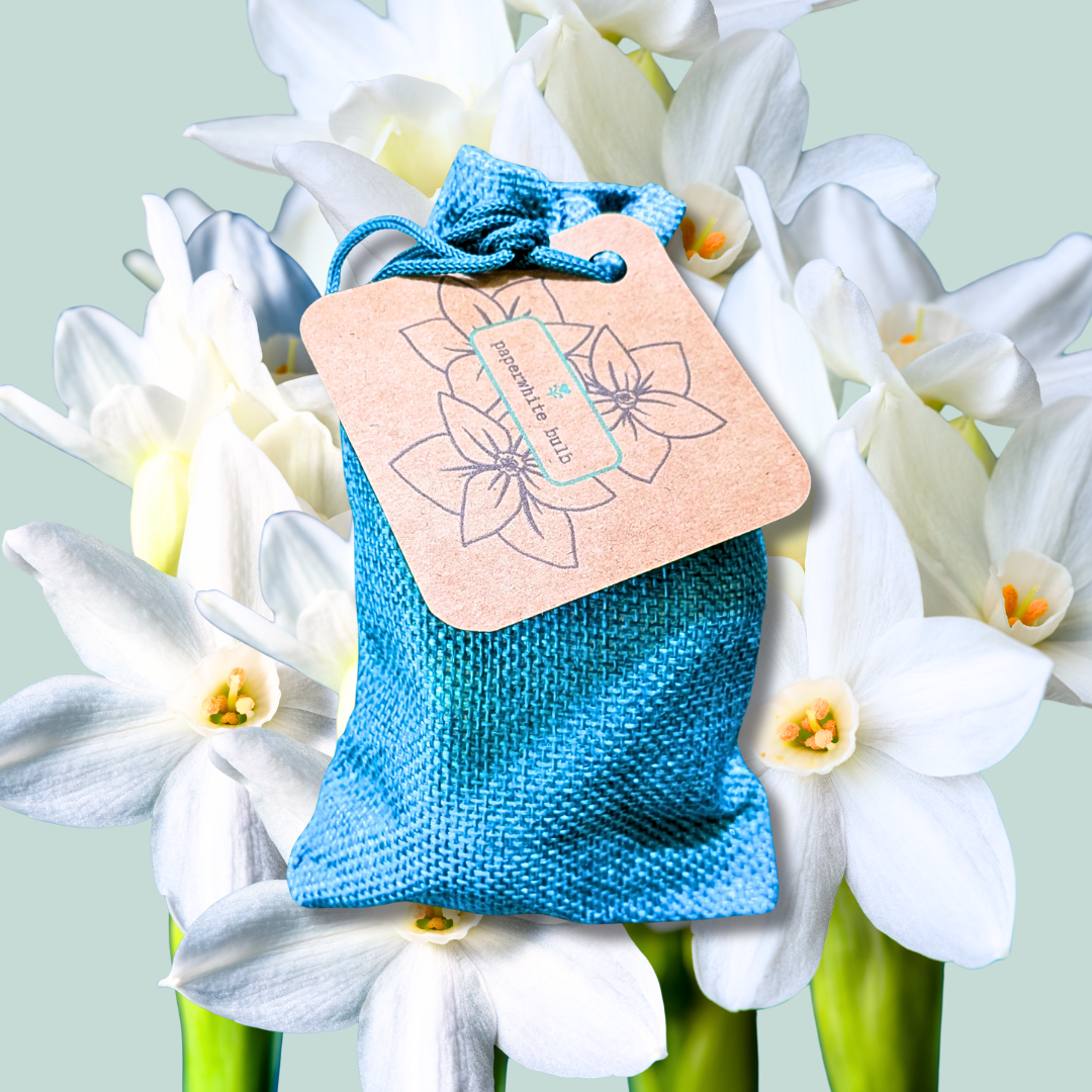 Paperwhite Bulb Plantflix
