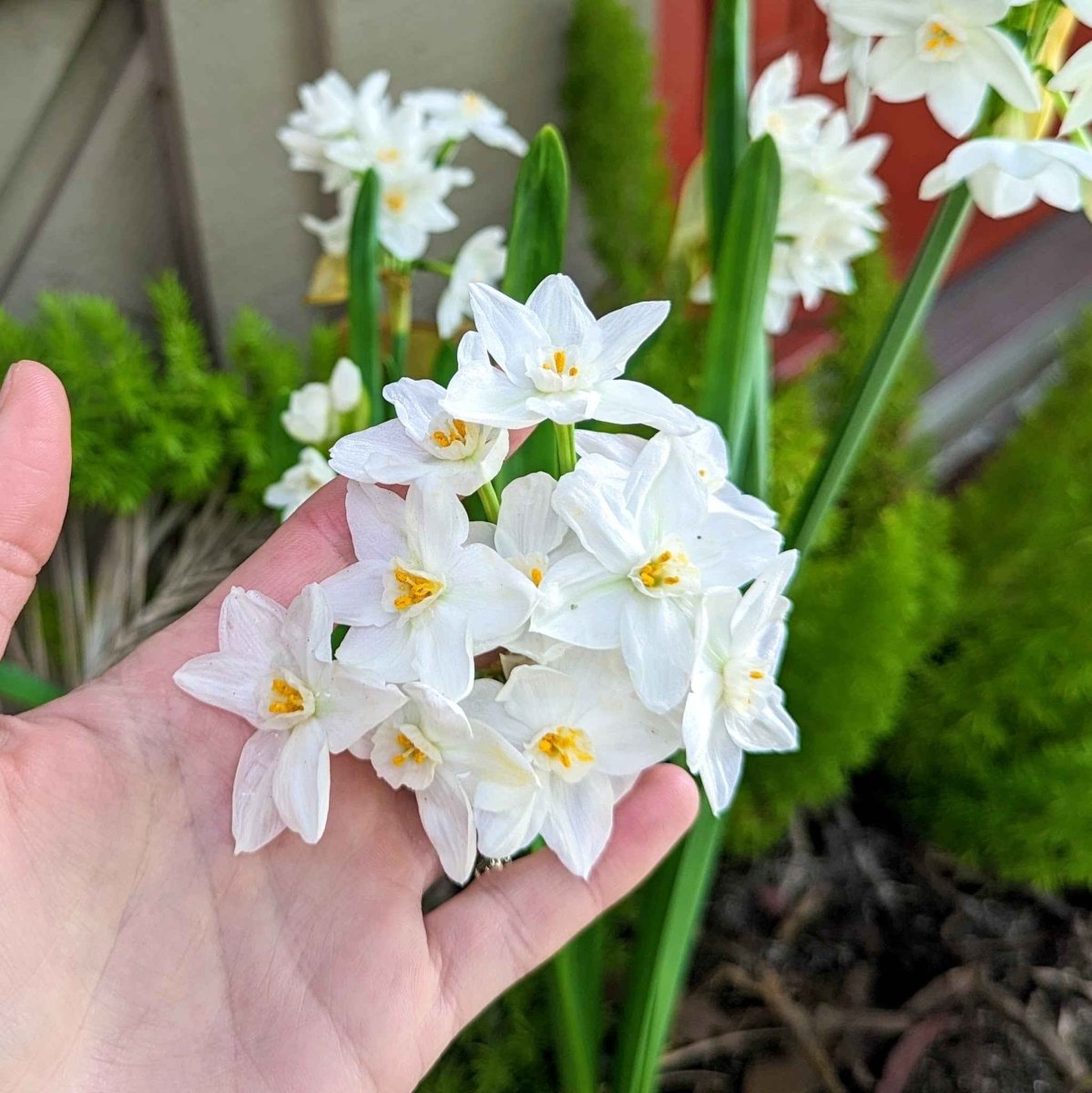 Paperwhite Bulb Plantflix