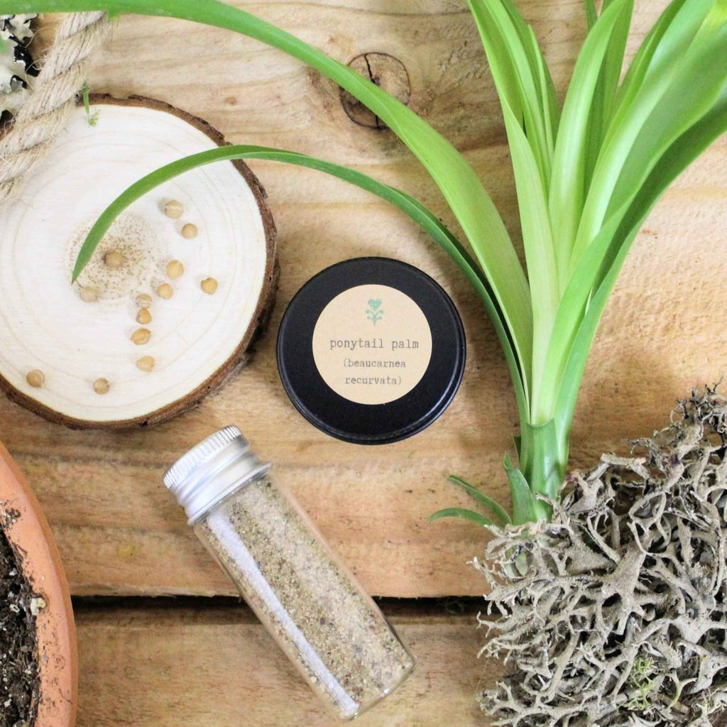 "Pet-Friendly" Houseplant Seed Collection Plantflix