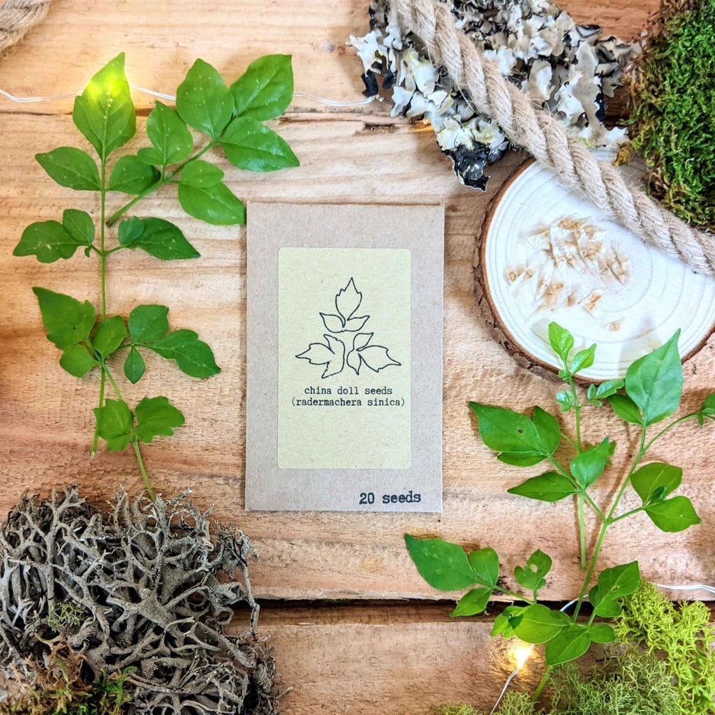 "Pet-Friendly" Houseplant Seed Collection Plantflix