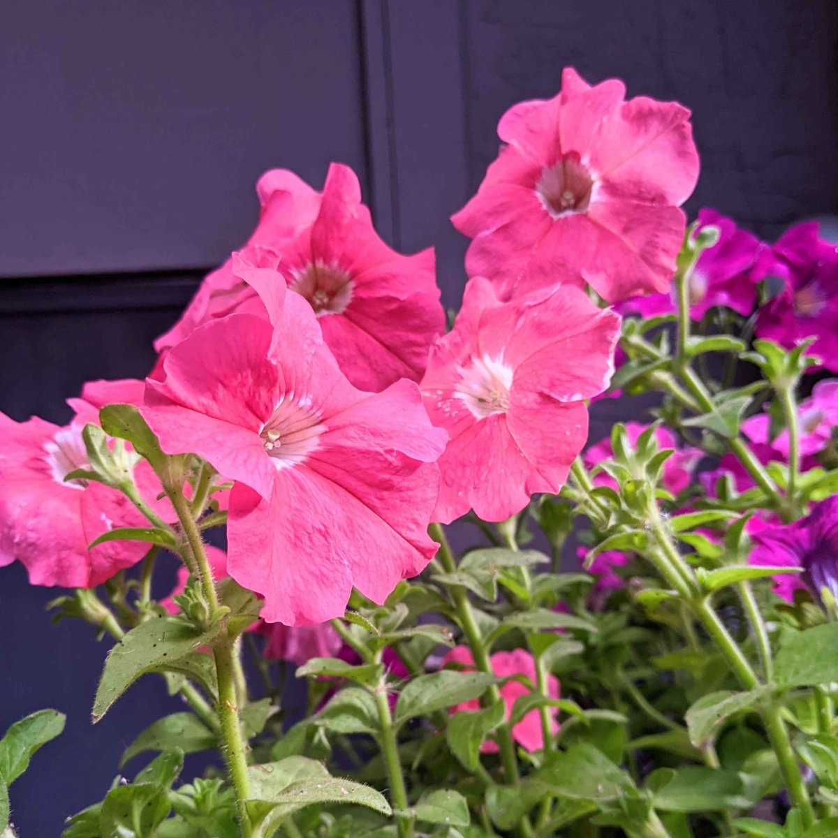 Petunia Seeds Plantflix