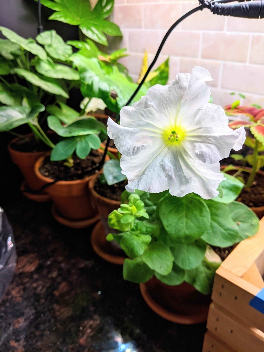 Petunia Seeds Plantflix