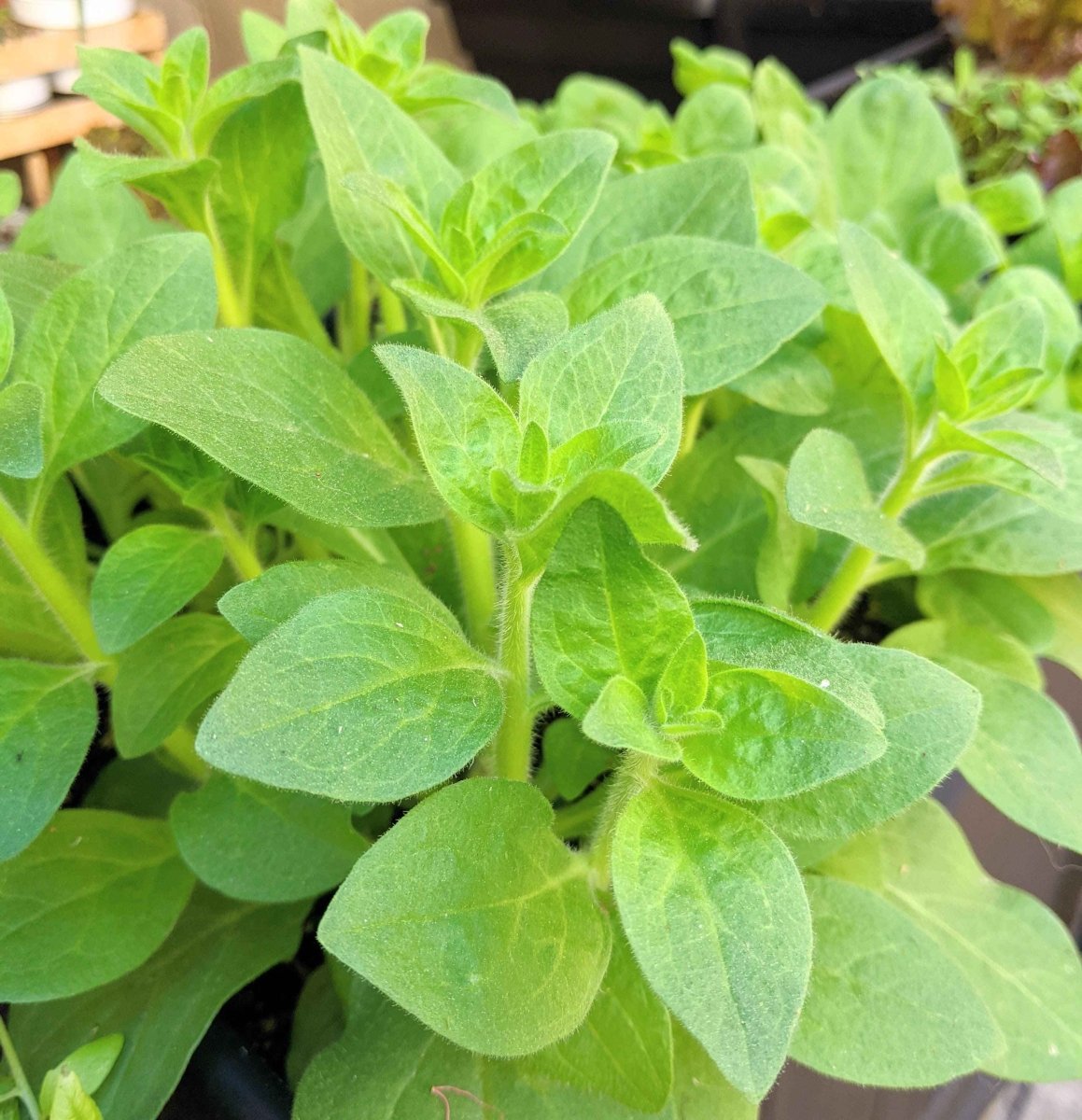 Petunia Seeds Plantflix