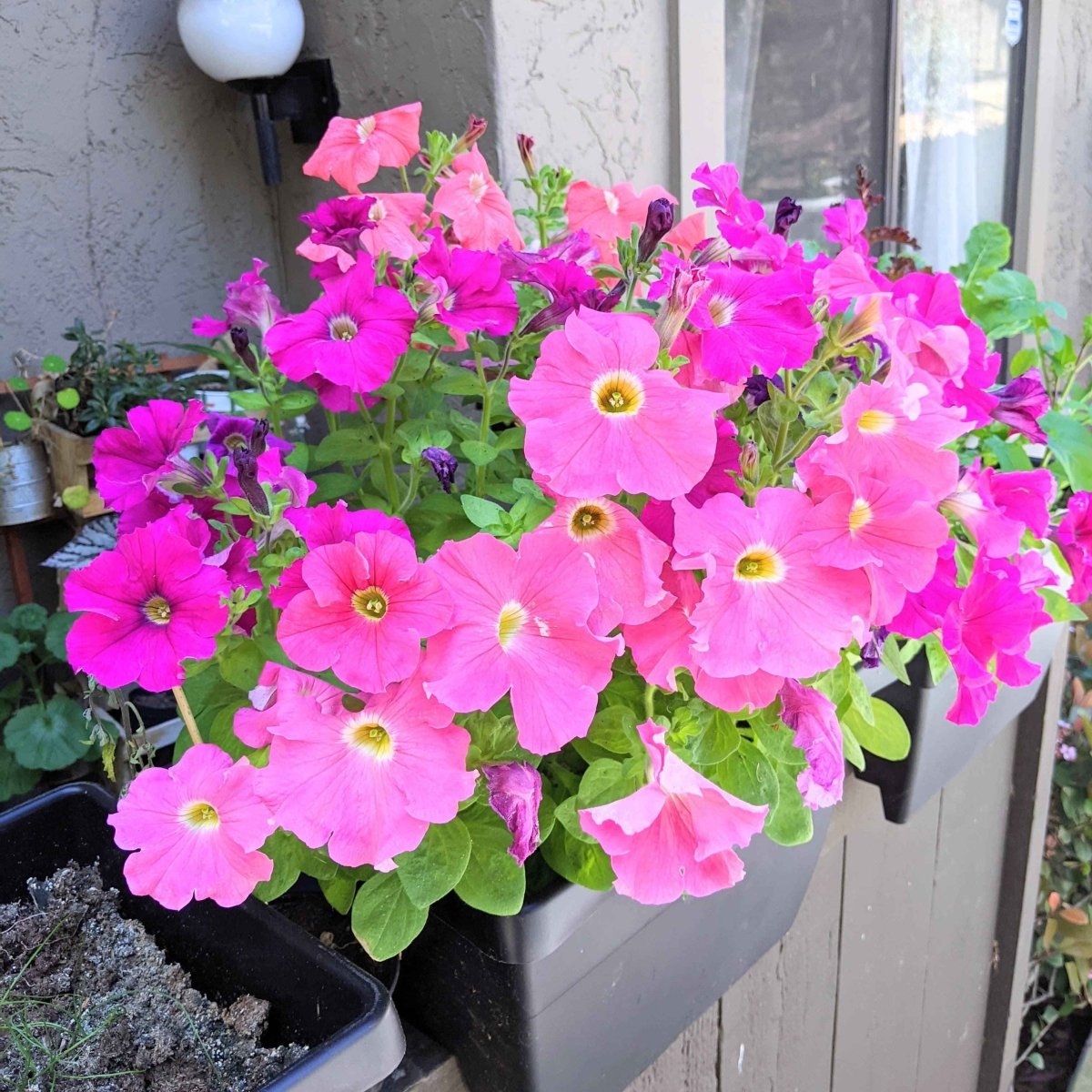Petunia Seeds Plantflix