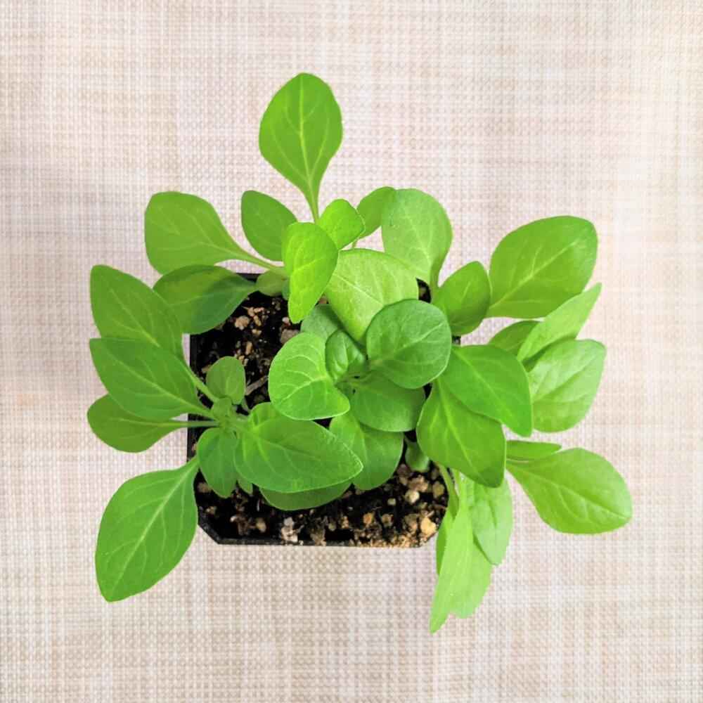 Petunia Seeds Plantflix