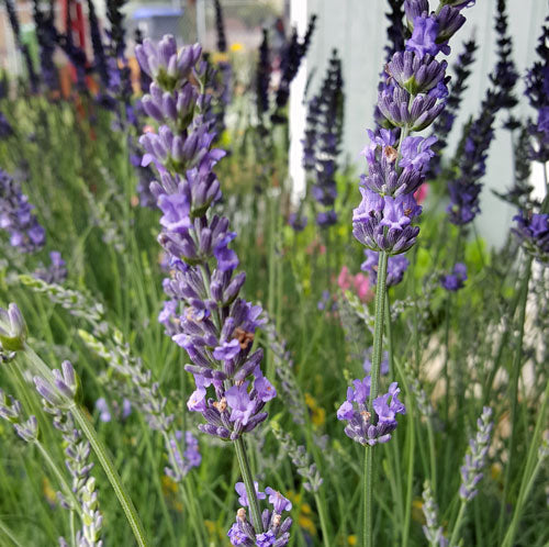 Live Phenomenal Lavender Plant (Lavandula × intermedia) Findlavender.com