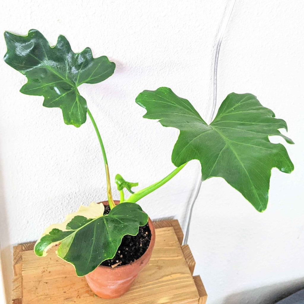 Philodendron Selloum 'Split Leaf Philodendron' Seeds Plantflix