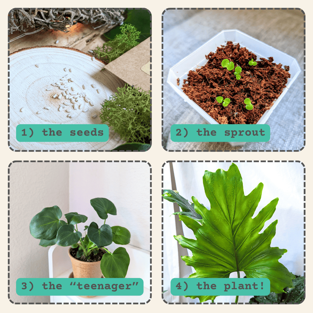 Philodendron Selloum 'Split Leaf Philodendron' Seeds Plantflix