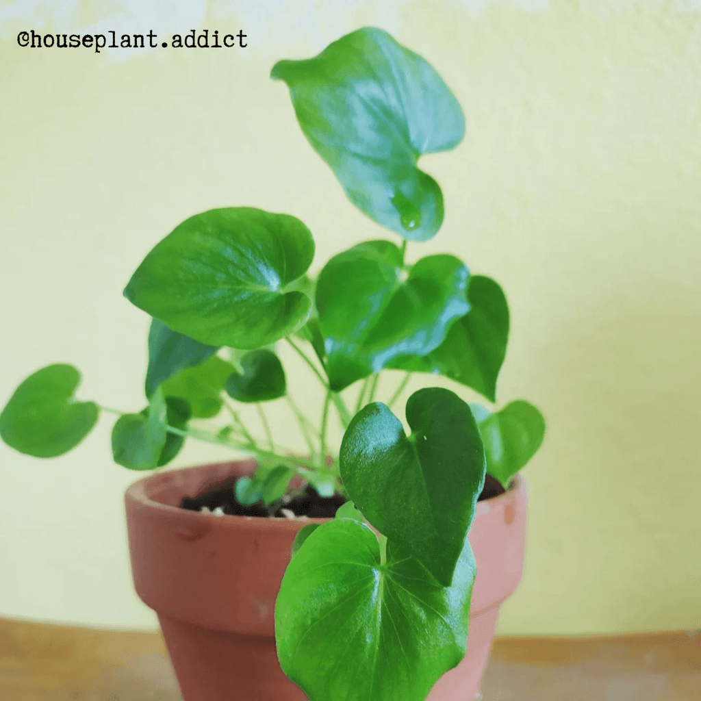 Philodendron Selloum 'Split Leaf Philodendron' Seeds Plantflix
