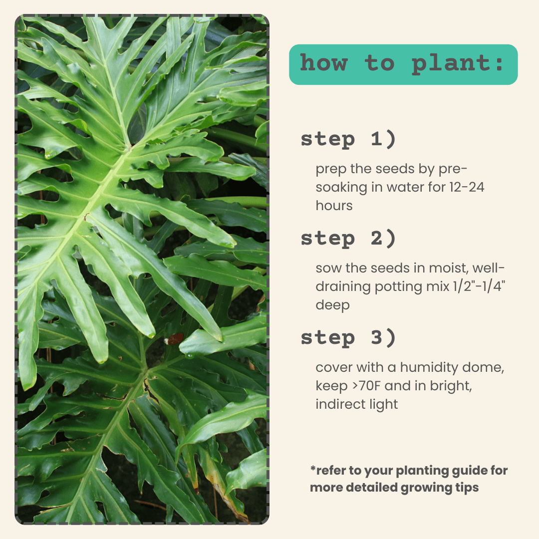 Philodendron Selloum 'Split Leaf Philodendron' Seeds Plantflix