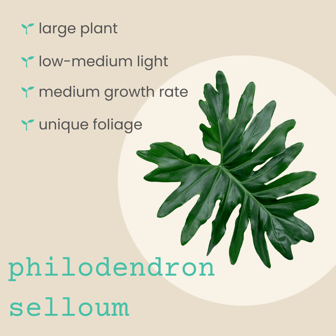 Philodendron Selloum 'Split Leaf Philodendron' Seeds Plantflix