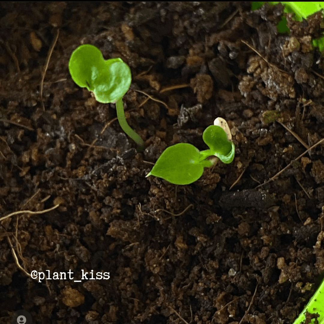 Philodendron Selloum 'Split Leaf Philodendron' Seeds Plantflix