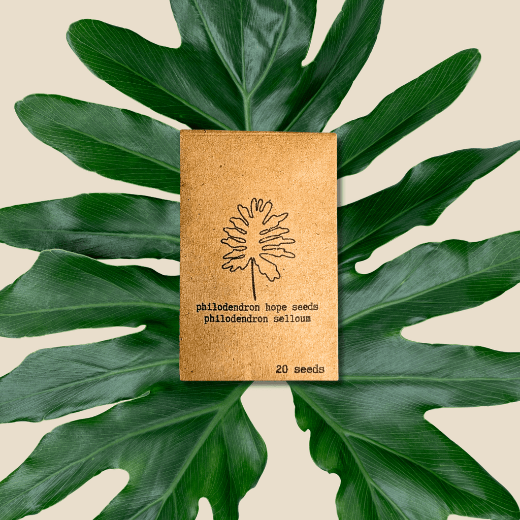 Philodendron Selloum 'Split Leaf Philodendron' Seeds Plantflix