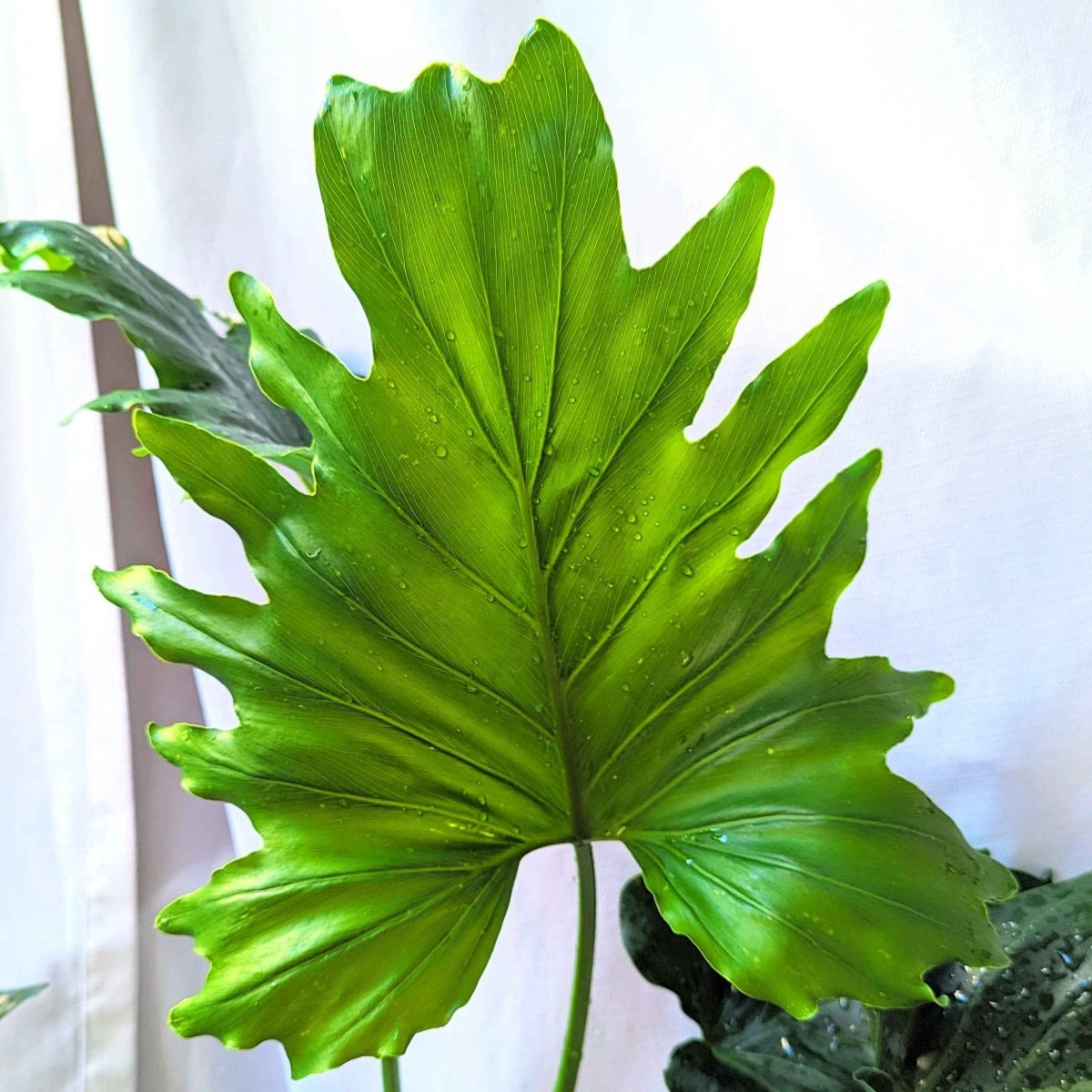 Philodendron Selloum 'Split Leaf Philodendron' Seeds Plantflix