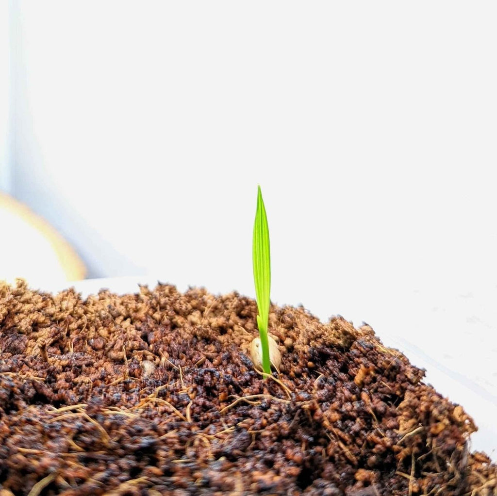 Phoenix Robelenii 'Pygmy Date Palm' Seeds Plantflix