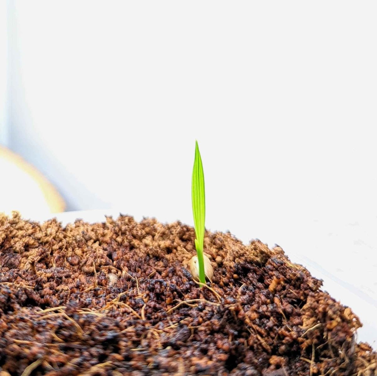 Phoenix Robelenii 'Pygmy Date Palm' Seeds Plantflix