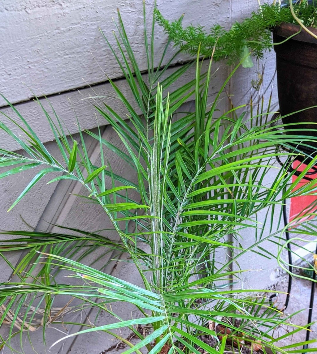 Phoenix Robelenii 'Pygmy Date Palm' Seeds Plantflix