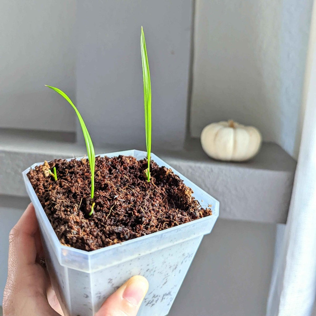 Phoenix Robelenii 'Pygmy Date Palm' Seeds Plantflix