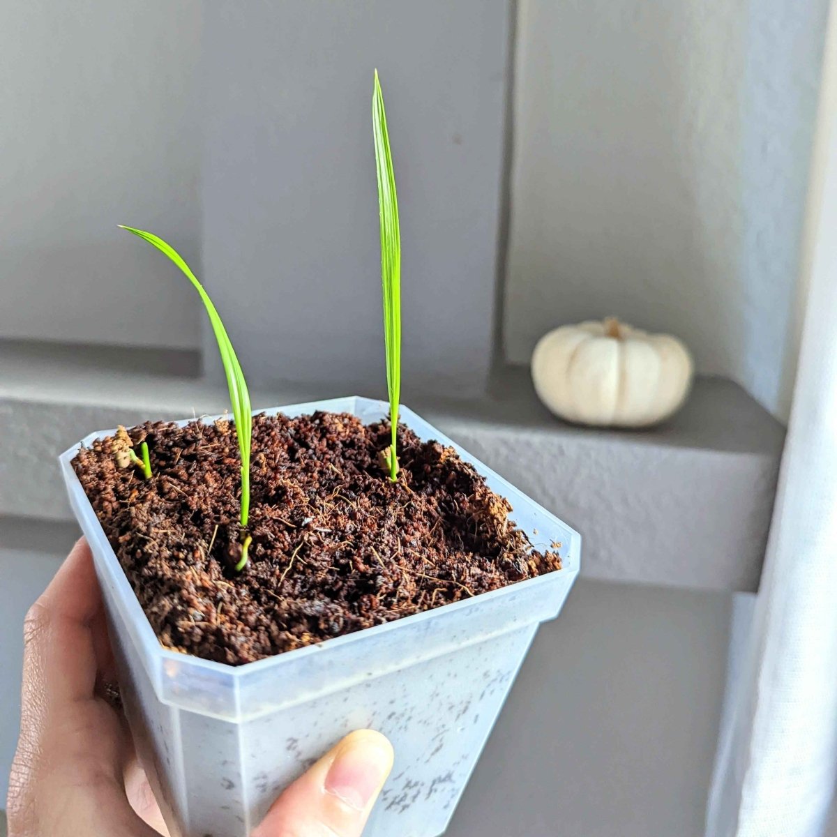 Phoenix Robelenii 'Pygmy Date Palm' Seeds Plantflix
