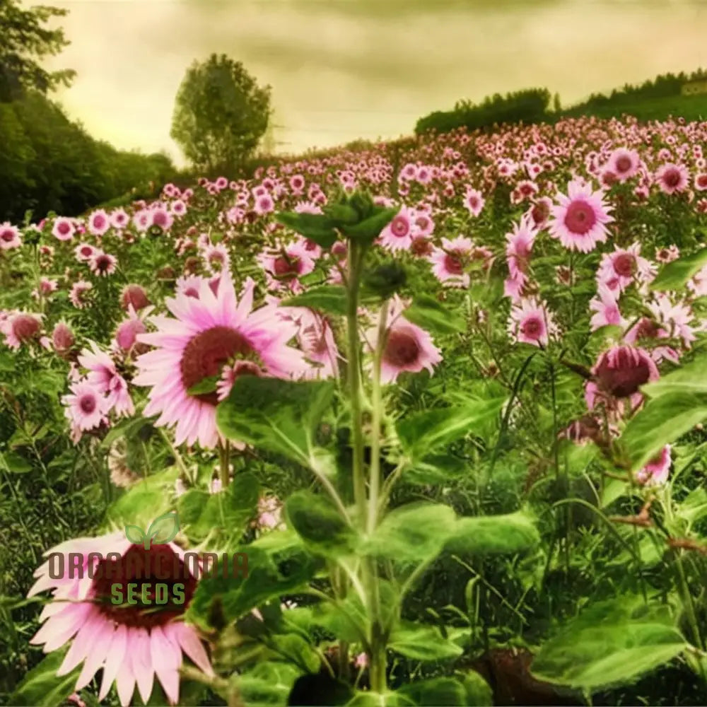 Premium Pink Sunflower Seeds, Vibrant Blooms for Garden Planting Easy to Grow, Attract Pollinators organicindiaseeds